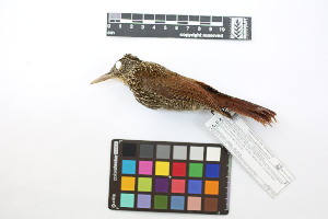  ( - 0255-III_AMC1495)  @11 [ ] CreativeCommons - Attribution Non-Commercial Share-Alike (2018) Instituto de Investigacion Alexander von Humboldt (IAvH) Instituto de Investigacion Alexander von Humboldt (IAvH)