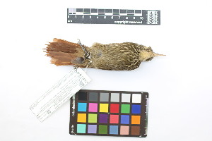  ( - 0255-III_AMC1495)  @11 [ ] CreativeCommons - Attribution Non-Commercial Share-Alike (2018) Instituto de Investigacion Alexander von Humboldt (IAvH) Instituto de Investigacion Alexander von Humboldt (IAvH)