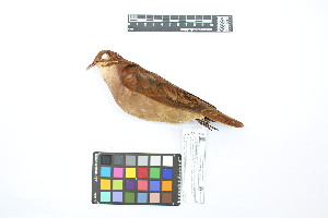  ( - 0256-III_AMC1497)  @11 [ ] CreativeCommons - Attribution Non-Commercial Share-Alike (2018) Instituto de Investigacion Alexander von Humboldt (IAvH) Instituto de Investigacion Alexander von Humboldt (IAvH)