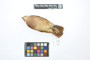  ( - 0256-III_AMC1497)  @11 [ ] CreativeCommons - Attribution Non-Commercial Share-Alike (2018) Instituto de Investigacion Alexander von Humboldt (IAvH) Instituto de Investigacion Alexander von Humboldt (IAvH)