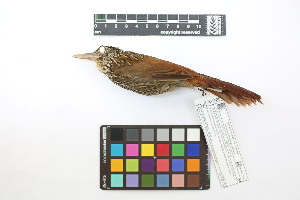  ( - 0258-III_AMC1499)  @11 [ ] CreativeCommons - Attribution Non-Commercial Share-Alike (2018) Instituto de Investigacion Alexander von Humboldt (IAvH) Instituto de Investigacion Alexander von Humboldt (IAvH)