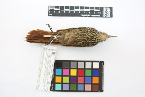  ( - 0258-III_AMC1499)  @11 [ ] CreativeCommons - Attribution Non-Commercial Share-Alike (2018) Instituto de Investigacion Alexander von Humboldt (IAvH) Instituto de Investigacion Alexander von Humboldt (IAvH)
