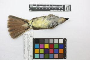  ( - 0231-III_AMC1441)  @11 [ ] CreativeCommons - Attribution Non-Commercial Share-Alike (2018) Instituto de Investigacion Alexander von Humboldt (IAvH) Instituto de Investigacion Alexander von Humboldt (IAvH)