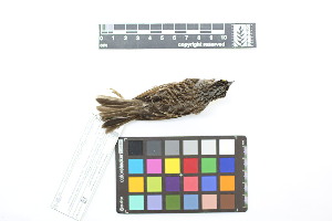  ( - 0517-III_AMC1455)  @11 [ ] CreativeCommons - Attribution Non-Commercial Share-Alike (2018) Instituto de Investigacion Alexander von Humboldt (IAvH) Instituto de Investigacion Alexander von Humboldt (IAvH)