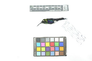  ( - 0788-IV_IAvH-A-16237)  @11 [ ] CreativeCommons - Attribution Non-Commercial Share-Alike (2018) Instituto de Investigacion Alexander von Humboldt (IAvH) Instituto de Investigacion Alexander von Humboldt (IAvH)