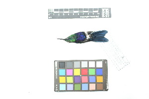  ( - 0788-IV_IAvH-A-16237)  @11 [ ] CreativeCommons - Attribution Non-Commercial Share-Alike (2018) Instituto de Investigacion Alexander von Humboldt (IAvH) Instituto de Investigacion Alexander von Humboldt (IAvH)