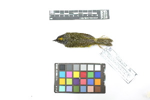  (Myiothlypis cinereicollis - 0789-IV_IAvH-A-16238)  @11 [ ] CreativeCommons - Attribution Non-Commercial Share-Alike (2018) Instituto de Investigacion Alexander von Humboldt (IAvH) Instituto de Investigacion Alexander von Humboldt (IAvH)