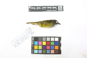  ( - 0789-IV_IAvH-A-16238)  @11 [ ] CreativeCommons - Attribution Non-Commercial Share-Alike (2018) Instituto de Investigacion Alexander von Humboldt (IAvH) Instituto de Investigacion Alexander von Humboldt (IAvH)