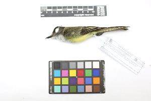  ( - 0809-IV_IAvH-A-16258)  @11 [ ] CreativeCommons - Attribution Non-Commercial Share-Alike (2018) Instituto de Investigacion Alexander von Humboldt (IAvH) Instituto de Investigacion Alexander von Humboldt (IAvH)