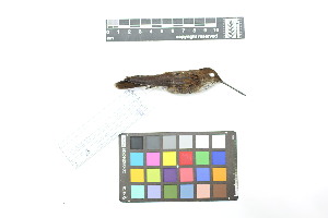 ( - 0810-IV_IAvH-A-16259)  @11 [ ] CreativeCommons - Attribution Non-Commercial Share-Alike (2018) Instituto de Investigacion Alexander von Humboldt (IAvH) Instituto de Investigacion Alexander von Humboldt (IAvH)
