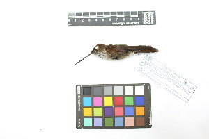  ( - 0810-IV_IAvH-A-16259)  @11 [ ] CreativeCommons - Attribution Non-Commercial Share-Alike (2018) Instituto de Investigacion Alexander von Humboldt (IAvH) Instituto de Investigacion Alexander von Humboldt (IAvH)