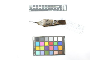  ( - 0810-IV_IAvH-A-16259)  @11 [ ] CreativeCommons - Attribution Non-Commercial Share-Alike (2018) Instituto de Investigacion Alexander von Humboldt (IAvH) Instituto de Investigacion Alexander von Humboldt (IAvH)