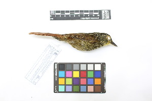  (Syndactyla subalaris - 0838-IV_IAvH-A-16288)  @11 [ ] CreativeCommons - Attribution Non-Commercial Share-Alike (2018) Instituto de Investigacion Alexander von Humboldt (IAvH) Instituto de Investigacion Alexander von Humboldt (IAvH)
