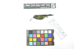  ( - 0854-IV_IAvH-A-16305)  @11 [ ] CreativeCommons - Attribution Non-Commercial Share-Alike (2018) Instituto de Investigacion Alexander von Humboldt (IAvH) Instituto de Investigacion Alexander von Humboldt (IAvH)