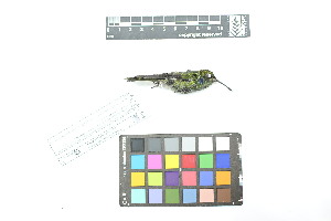  ( - 0854-IV_IAvH-A-16305)  @11 [ ] CreativeCommons - Attribution Non-Commercial Share-Alike (2018) Instituto de Investigacion Alexander von Humboldt (IAvH) Instituto de Investigacion Alexander von Humboldt (IAvH)