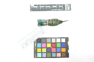  ( - 0854-IV_IAvH-A-16305)  @11 [ ] CreativeCommons - Attribution Non-Commercial Share-Alike (2018) Instituto de Investigacion Alexander von Humboldt (IAvH) Instituto de Investigacion Alexander von Humboldt (IAvH)