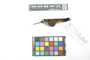  ( - 0855-IV_IAvH-A-16306)  @11 [ ] CreativeCommons - Attribution Non-Commercial Share-Alike (2018) Instituto de Investigacion Alexander von Humboldt (IAvH) Instituto de Investigacion Alexander von Humboldt (IAvH)