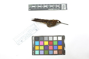  ( - 0855-IV_IAvH-A-16306)  @11 [ ] CreativeCommons - Attribution Non-Commercial Share-Alike (2018) Instituto de Investigacion Alexander von Humboldt (IAvH) Instituto de Investigacion Alexander von Humboldt (IAvH)