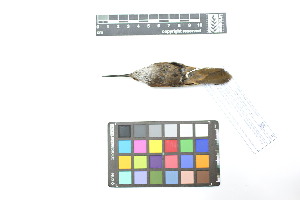  ( - 0855-IV_IAvH-A-16306)  @11 [ ] CreativeCommons - Attribution Non-Commercial Share-Alike (2018) Instituto de Investigacion Alexander von Humboldt (IAvH) Instituto de Investigacion Alexander von Humboldt (IAvH)