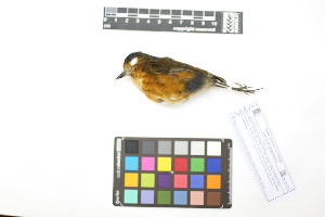  ( - 1016-IV_CAP32)  @11 [ ] CreativeCommons - Attribution Non-Commercial Share-Alike (2018) Instituto de Investigacion Alexander von Humboldt (IAvH) Instituto de Investigacion Alexander von Humboldt (IAvH)
