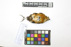  ( - 1016-IV_CAP32)  @11 [ ] CreativeCommons - Attribution Non-Commercial Share-Alike (2018) Instituto de Investigacion Alexander von Humboldt (IAvH) Instituto de Investigacion Alexander von Humboldt (IAvH)