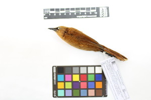  ( - 1020-IV_CAP42)  @11 [ ] CreativeCommons - Attribution Non-Commercial Share-Alike (2018) Instituto de Investigacion Alexander von Humboldt (IAvH) Instituto de Investigacion Alexander von Humboldt (IAvH)