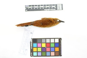  ( - 1020-IV_CAP42)  @11 [ ] CreativeCommons - Attribution Non-Commercial Share-Alike (2018) Instituto de Investigacion Alexander von Humboldt (IAvH) Instituto de Investigacion Alexander von Humboldt (IAvH)