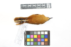  ( - 1020-IV_CAP42)  @11 [ ] CreativeCommons - Attribution Non-Commercial Share-Alike (2018) Instituto de Investigacion Alexander von Humboldt (IAvH) Instituto de Investigacion Alexander von Humboldt (IAvH)