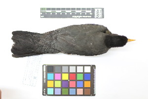  ( - 1040-IV_CAP66)  @11 [ ] CreativeCommons - Attribution Non-Commercial Share-Alike (2018) Instituto de Investigacion Alexander von Humboldt (IAvH) Instituto de Investigacion Alexander von Humboldt (IAvH)