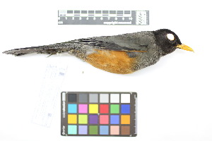  ( - 1040-IV_CAP66)  @11 [ ] CreativeCommons - Attribution Non-Commercial Share-Alike (2018) Instituto de Investigacion Alexander von Humboldt (IAvH) Instituto de Investigacion Alexander von Humboldt (IAvH)