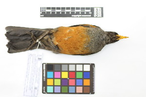  ( - 1040-IV_CAP66)  @11 [ ] CreativeCommons - Attribution Non-Commercial Share-Alike (2018) Instituto de Investigacion Alexander von Humboldt (IAvH) Instituto de Investigacion Alexander von Humboldt (IAvH)