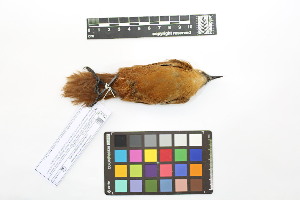  ( - 1010-IV_CAP15)  @11 [ ] CreativeCommons - Attribution Non-Commercial Share-Alike (2018) Instituto de Investigacion Alexander von Humboldt (IAvH) Instituto de Investigacion Alexander von Humboldt (IAvH)