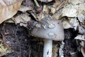  (Amanita sororcula - 0344-I_NVE-BD1)  @11 [ ] CreativeCommons - Attribution Non-Commercial Share-Alike (2017) Natalia Vargas Universidad de los Andes