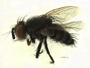  ( - IAvH-E-191807)  @13 [ ] CreativeCommons - Attribution Non-Commercial Share-Alike (2018) Instituto de Investigacion Alexander von Humboldt (IAvH) Instituto de Investigacion Alexander von Humboldt (IAvH)