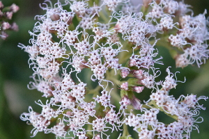  (Ageratina glyptophlebia - 0020-I_HMC18841)  @11 [ ] CreativeCommons - Attribution Non-Commercial Share-Alike (2017) Instituto de Investigacion Alexander von Humboldt (IAvH) Instituto de Investigacion Alexander von Humboldt (IAvH)