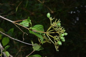  (Viburnum tinoides - 0040-I_HMC18862)  @11 [ ] CreativeCommons - Attribution Non-Commercial Share-Alike (2019) Instituto de Investigacion Alexander von Humboldt (IAvH) Instituto de Investigacion Alexander von Humboldt (IAvH)