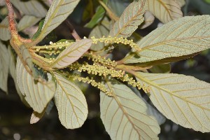  (Clethra lanata - 0050-I_HMC18873)  @11 [ ] CreativeCommons - Attribution Non-Commercial Share-Alike (2016) Instituto de Investigacion Alexander von Humboldt (IAvH) Instituto de Investigacion Alexander von Humboldt (IAvH)