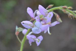  (Desmodium intortum - 0291-I_JAC3304)  @11 [ ] CreativeCommons - Attribution Non-Commercial Share-Alike (2017) Instituto de Investigacion Alexander von Humboldt (IAvH) Instituto de Investigacion Alexander von Humboldt (IAvH)