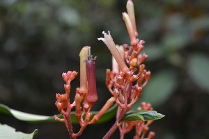  (Palicourea paniculata - 0257-I_JAC3269)  @11 [ ] CreativeCommons - Attribution Non-Commercial Share-Alike (2017) Instituto de Investigacion Alexander von Humboldt (IAvH) Instituto de Investigacion Alexander von Humboldt (IAvH)