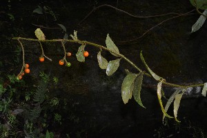  (Solanum aturense - 0227-I_JAC3237)  @11 [ ] CreativeCommons - Attribution Non-Commercial Share-Alike (2016) Instituto de Investigacion Alexander von Humboldt (IAvH) Instituto de Investigacion Alexander von Humboldt (IAvH)