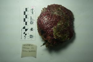  (Pinctada mazatlanica - Pma_MOL12043)  @11 [ ] by-nc-sa (2018) Invemar Invemar-BEM