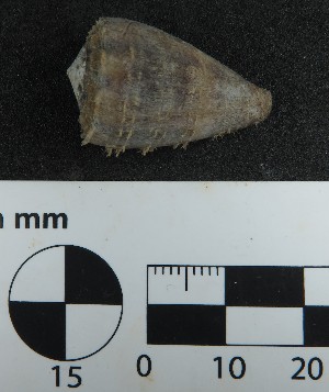  (Conus gladiator - Cgl_Consec 90388)  @11 [ ] by-nc-sa (2018) Invemar Invemar-BEM