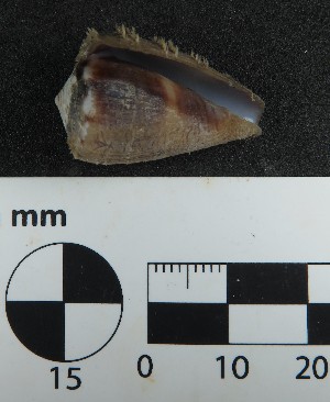  ( - Cgl_Consec 90388)  @11 [ ] by-nc-sa (2018) Invemar Invemar-BEM