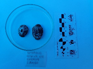 (Fissurella virescens - Fvi_MOL12095)  @11 [ ] by-nc-sa (2019) Invemar Invemar-BEM