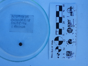  (Agathistoma panamense - Apa_BM124)  @11 [ ] by-nc-sa (2018) Invemar Invemar-BEM