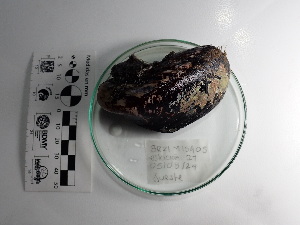  (Modiolus capax - Mca_Consec 90402)  @11 [ ] by-nc-sa (2018) Invemar Invemar-BEM