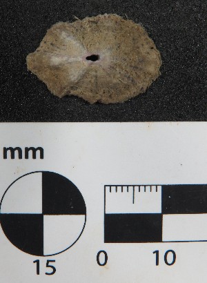  (Fissurella microtrema - Fmi_MOL12108)  @11 [ ] by-nc-sa (2018) Invemar Invemar-BEM