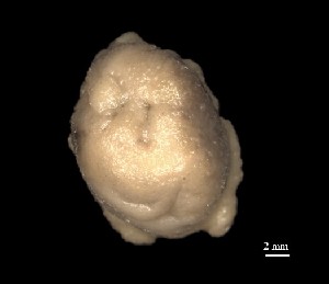  (Felimida sphoni - Fsp_MOL10649)  @11 [ ] Unspecified (default): All Rights Reserved (2025) Invemar Invemar-BEM