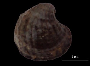  (Venericardiinae - Sme_MOL10663)  @11 [ ] Unspecified (default): All Rights Reserved (2025) Invemar Invemar-BEM