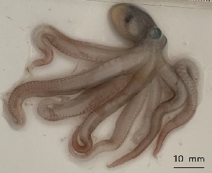  (Octopus briareus - Obr_TEJ4465)  @11 [ ] by-nc-sa (2018) Invemar Invemar-BEM